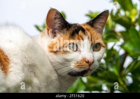 Zenzero e gatto tabby domestico bianco in un giardino di cortile posteriore, foto di stock Foto Stock