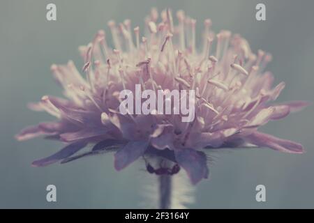 Macro di un fiore rosa isolato su verde. Foto Stock