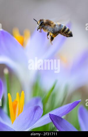 Un ape e crocus viola nella foresta nel mese di febbraio Foto Stock