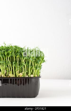 Germogli di piselli germogliati in una scatola di plastica su uno sfondo bianco, micrograni sani organici Foto Stock