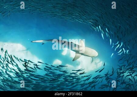 Lo squalo e piccoli pesci in mare Foto Stock