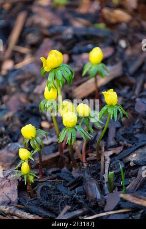 Inverno Aconite. Eranthis hyemalis. Il tunnel invernale. Inverno il mannaro del lupo. Fiori gialli su piante che crescono in pacciame di corteccia tritato Foto Stock