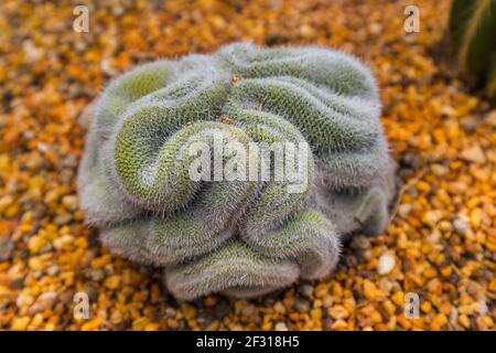 Cactus a giardini dalla Baia di Singapore Foto Stock