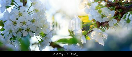 Macro girata su fiori di ciliegio bianco in giardino primaverile. Foto Stock