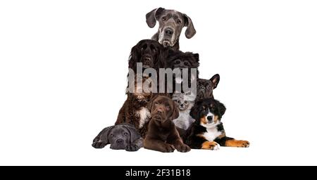 Mazzo di razze di cani differenti Foto Stock