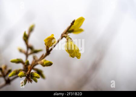 È una calda giornata primaverile, quindi sono andato in un parco vicino per trovare e scattare foto dei fiori primaverili. Foto Stock