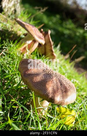 Amanita rubbescens, 'The Blusher' che cresce in boschi di conifere/decidui a Dorset, Inghilterra, Regno Unito Foto Stock