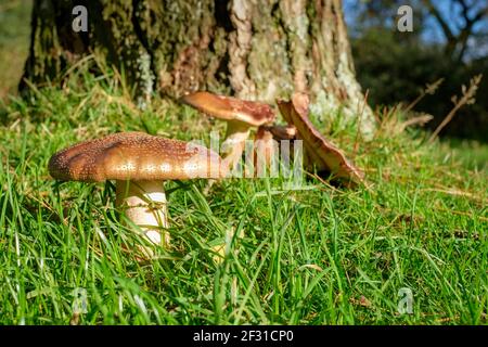 Amanita rubbescens, 'The Blusher' che cresce in boschi di conifere/decidui a Dorset, Inghilterra, Regno Unito Foto Stock