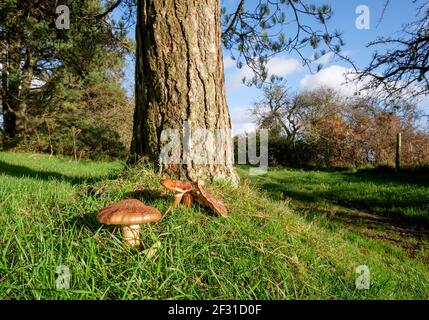 Amanita rubbescens, 'The Blusher' che cresce in boschi di conifere/decidui a Dorset, Inghilterra, Regno Unito Foto Stock