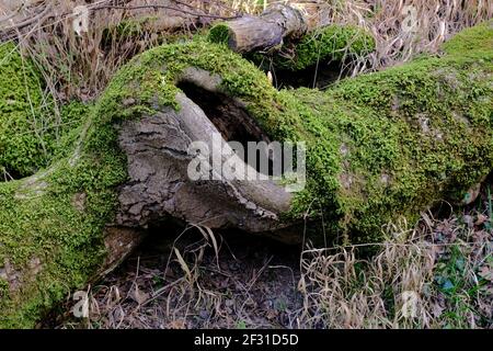 closeup di arled albero morto marcio che giace su terra closed in verde fogliame Foto Stock