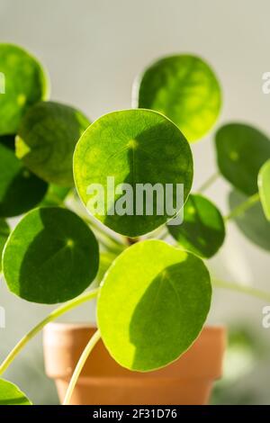 Macro shot di pianta di Pilea peperomioides in terracotta, foglie verdi coperte di gocce d'acqua Foto Stock