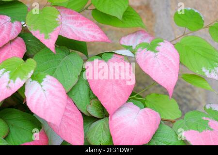 Actinidia kolomikta foglie rosa e bianche di kolomikta o di michurina actinidia. Actinidia kolomikta, miyamatabi. Foto Stock