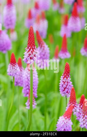 Primula vialii, Primula vialii, Primula Vial. Primula littoniana. orchidea primrosa rosso-caldo poker primrosa. Primula viali Foto Stock