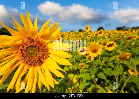 Girasoli luminosi contro un cielo blu Foto Stock