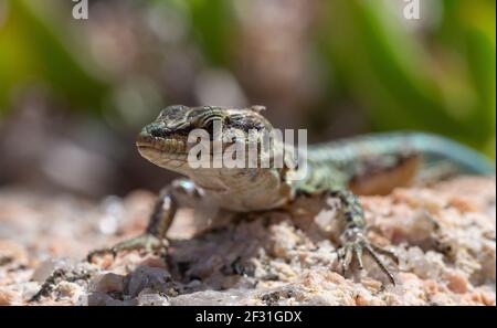 Primo piano dettaglio di un muro tirrenico Lizard (Podarcis tiliguerta) che si abbarbica su una roccia di granito n. 3, Baia Sardinia, Sardegna, Italia. Foto Stock