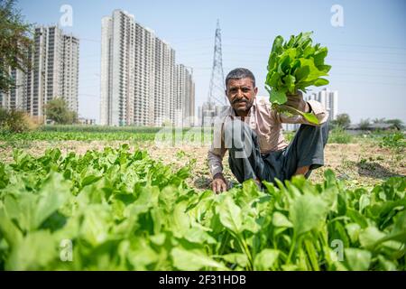 Gautam Buddh Nagar, India. 14 Marzo 2021. Dhan Singh, 47, un coltivatore a contratto che raccoglie spinaci a Noida per essere venduto al mercato vegetale più vicino.Contract coltivatori sono stati lavorando per più di 25 anni. (Foto di Pradeep Gaur/SOPA Images/Sipa USA) Credit: Sipa USA/Alamy Live News Foto Stock