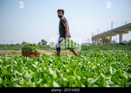 Gautam Buddh Nagar, India. 14 Marzo 2021. RAM Babu, 26, un coltivatore a contratto che raccoglie spinaci a Noida per essere venduto al mercato vegetale più vicino. Gli agricoltori Contract lavorano da più di 25 anni. (Foto di Pradeep Gaur/SOPA Images/Sipa USA) Credit: Sipa USA/Alamy Live News Foto Stock