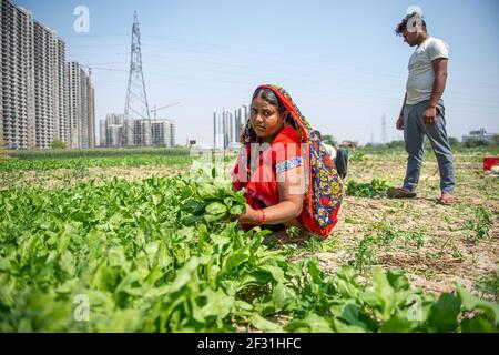 Gautam Buddh Nagar, India. 14 Marzo 2021. Rajwati, 45, un coltivatore a contratto che raccoglie spinaci a Noida per essere venduto al mercato vegetale più vicino. Coltivatori di contratto stanno lavorando per più di 25 anni. (Foto di Pradeep Gaur/SOPA Images/Sipa USA) Credit: Sipa USA/Alamy Live News Foto Stock