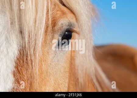 USA, Colorado, Custer County, Westcliffe, Music Meadows Ranch. Tiraggio di razza (Haflinger aka Avelignese) testa di cavallo dettaglio. Foto Stock
