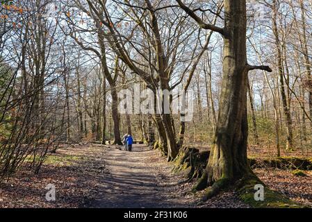 Una coppia anziana con bastoni che passeggiano tra i boschi del North Downs in una soleggiata giornata di primavera, nelle colline Surrey vicino Dorking Inghilterra UK Foto Stock