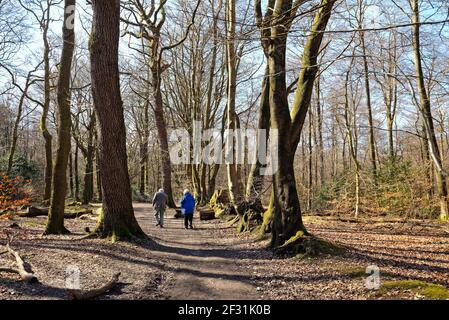 Una coppia anziana con bastoni che passeggiano tra i boschi del North Downs in una soleggiata giornata di primavera, nelle colline Surrey vicino Dorking Inghilterra UK Foto Stock