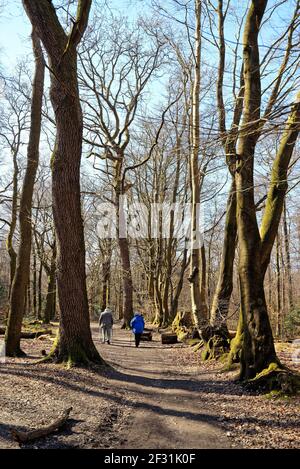 Una coppia anziana con bastoni che passeggiano tra i boschi del North Downs in una soleggiata giornata di primavera, nelle colline Surrey vicino Dorking Inghilterra UK Foto Stock