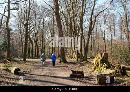 Una coppia anziana con bastoni che passeggiano tra i boschi del North Downs in una soleggiata giornata di primavera, nelle colline Surrey vicino Dorking Inghilterra UK Foto Stock