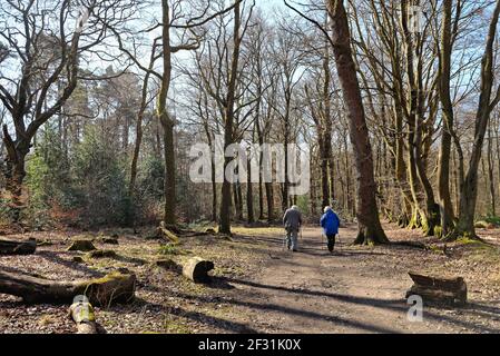 Una coppia anziana con bastoni che passeggiano tra i boschi del North Downs in una soleggiata giornata di primavera, nelle colline Surrey vicino Dorking Inghilterra UK Foto Stock