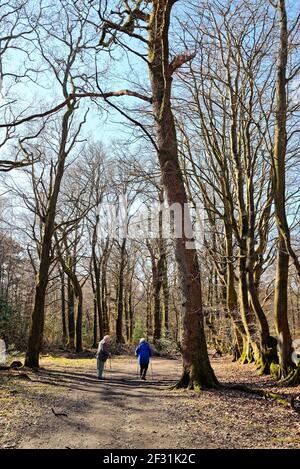 Una coppia anziana con bastoni che passeggiano tra i boschi del North Downs in una soleggiata giornata di primavera, nelle colline Surrey vicino Dorking Inghilterra UK Foto Stock