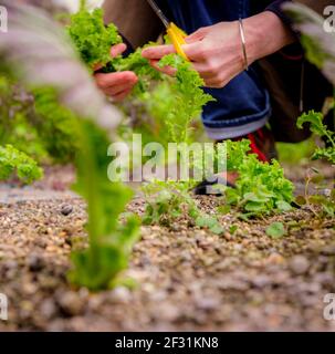 Insalata di Lockdown: Un giardiniere che raccoglie foglie di insalata fatte in casa. Foto Stock