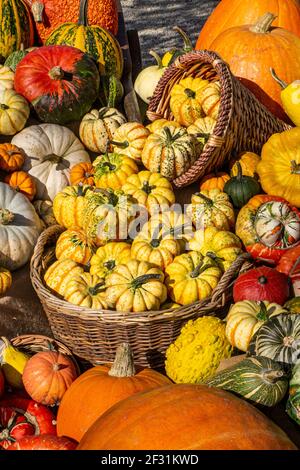 Inglese Squash varietà sul display per la vendita al di fuori di una tipica fattoria UK shop Foto Stock