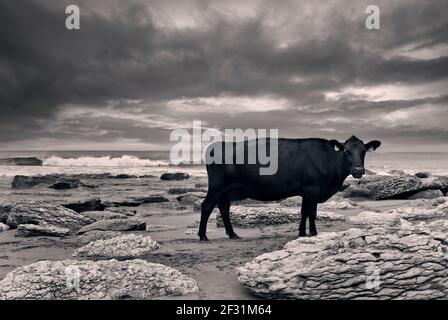 Black Cow, con il cielo drammatico dietro, parte di un allevamento biologico di bestiame, andando a mungere sulla fattoria costiera a White Park Bay Coast, County Antrim, Irlanda del Nord Regno Unito Foto Stock