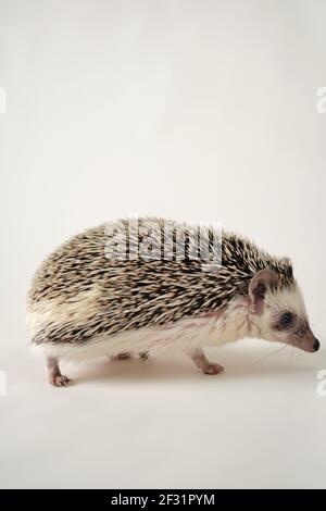 Hedgehog. Riccio di casa pigmy. Hedgehog africano bianco-belled primo piano su uno sfondo chiaro.Animali domestici. Grigio piccolo hedgehog.Atelerix albiventris Foto Stock
