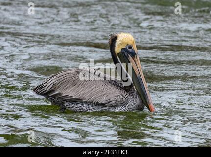 Un Brown Pelican (Pelecanus occidentalis) che nuota in un lago. Houston, Texas, Stati Uniti. Foto Stock