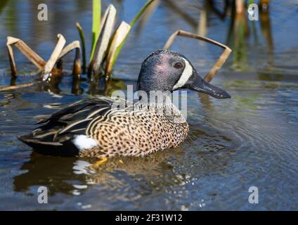 Un Teal maschile alato blu (Anas Discors) che nuota in un lago. Houston, Texas, Stati Uniti. Foto Stock