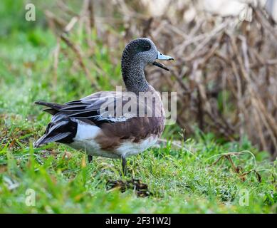 Un maschio americano Wgeon (Marica americana) su erba verde. Houston, Texas, Stati Uniti. Foto Stock