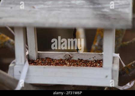 Birdhouse in legno in Foresta. Alimentatore per uccelli con miscela di semi. Foto Stock