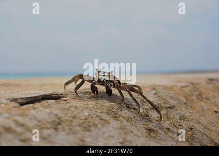 Swift-footed Rock Crab sulla pietra nelle Maldive Sunny. Granchio strisciante all'esterno. Foto Stock