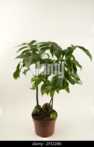 Castanospermum australe in vaso con sfondo bianco, vista dall'alto Foto Stock