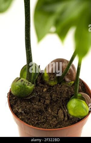 Castanospermum australe in vaso con sfondo bianco, vista dall'alto Foto Stock