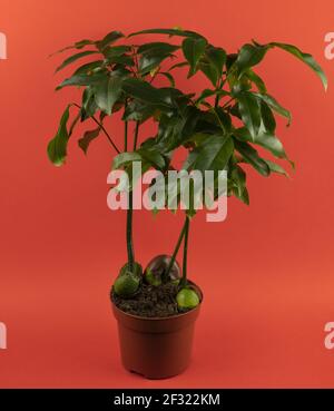 Castanospermum australe in vaso con sfondo rosso, vista dall'alto Foto Stock