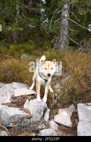 Uno Shiba carino in piedi sull'erba nel campo su un guinzaglio durante la passeggiata in una giornata di sole Foto Stock