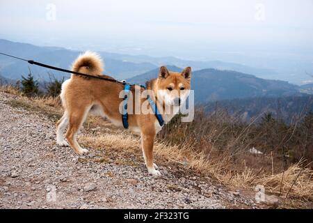 Uno Shiba carino in piedi sulle pietre nel campo su un guinzaglio durante la passeggiata in una giornata di sole Foto Stock