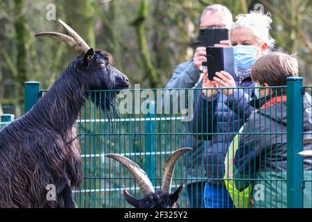 Reken, NRW, Germania. 14 Marzo 2021. La mandria residente delle capre Valais Blackneck indaga curiosamente i loro visitatori umani. Gli animali e i visitatori sono chiaramente felici di interagire nuovamente al Frankenhof Wildlife Park di Reken, NRW. I parchi zoologici e faunistico della Renania settentrionale-Vestfalia si sono riaperti gradualmente questa settimana, con alcune restrizioni legate alla covide, come l'obbligo di indossare maschere facciali, per garantire la sicurezza di visitatori e animali. Credit: Imageplotter/Alamy Live News Foto Stock