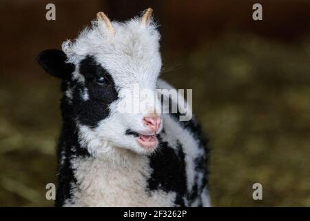 Reken, NRW, Germania. 14 Marzo 2021. Un carino agnello di pecora Jacob esplora il recinto. Gli animali e i visitatori sono chiaramente felici di interagire nuovamente al Frankenhof Wildlife Park di Reken, NRW. I parchi zoologici e faunistico della Renania settentrionale-Vestfalia si sono riaperti gradualmente questa settimana, con alcune restrizioni legate alla covide, come l'obbligo di indossare maschere facciali, per garantire la sicurezza di visitatori e animali. Credit: Imageplotter/Alamy Live News Foto Stock