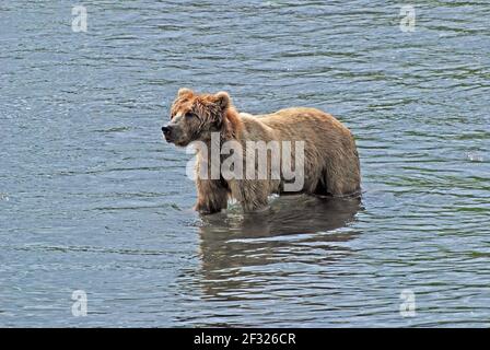 Kodiak Bear guardando la riva sul fiume Fraser Kodiak Island in Alaska Foto Stock