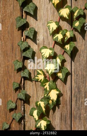 Due diversi tipi di viti d'edera che arrampicano su una recinzione in legno Foto Stock