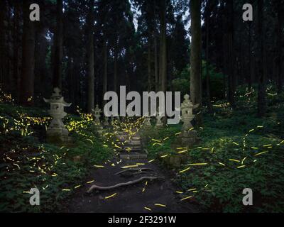 Le lucciole giapponesi nella foresta - sentiero per il santuario di Kamishikimi Foto Stock