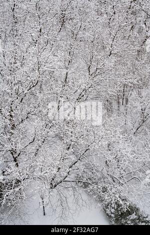 Vista aerea degli alberi ricoperti di neve, inverno a NDG, Montreal, QC Foto Stock