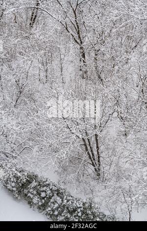 Vista aerea degli alberi ricoperti di neve, inverno a NDG, Montreal, QC Foto Stock